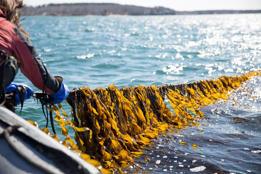 Kelp can Help: Plants and Agriculture