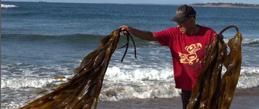 Opportunities in the Kelp Industry