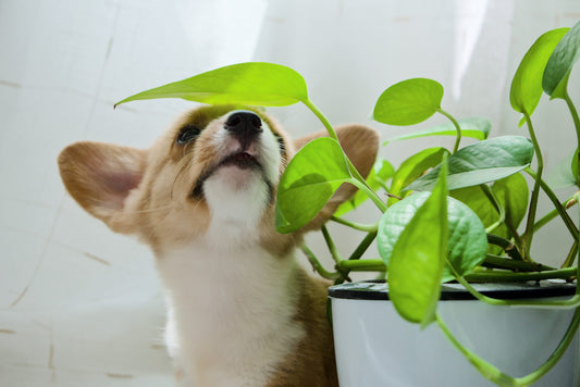 Kelp can Help: Your Furry Friends