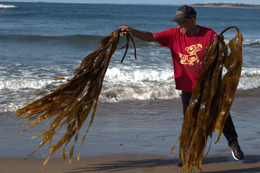 Nurturing Nature Naturally: Scotia Kelp's Journey to Sustainable Healing