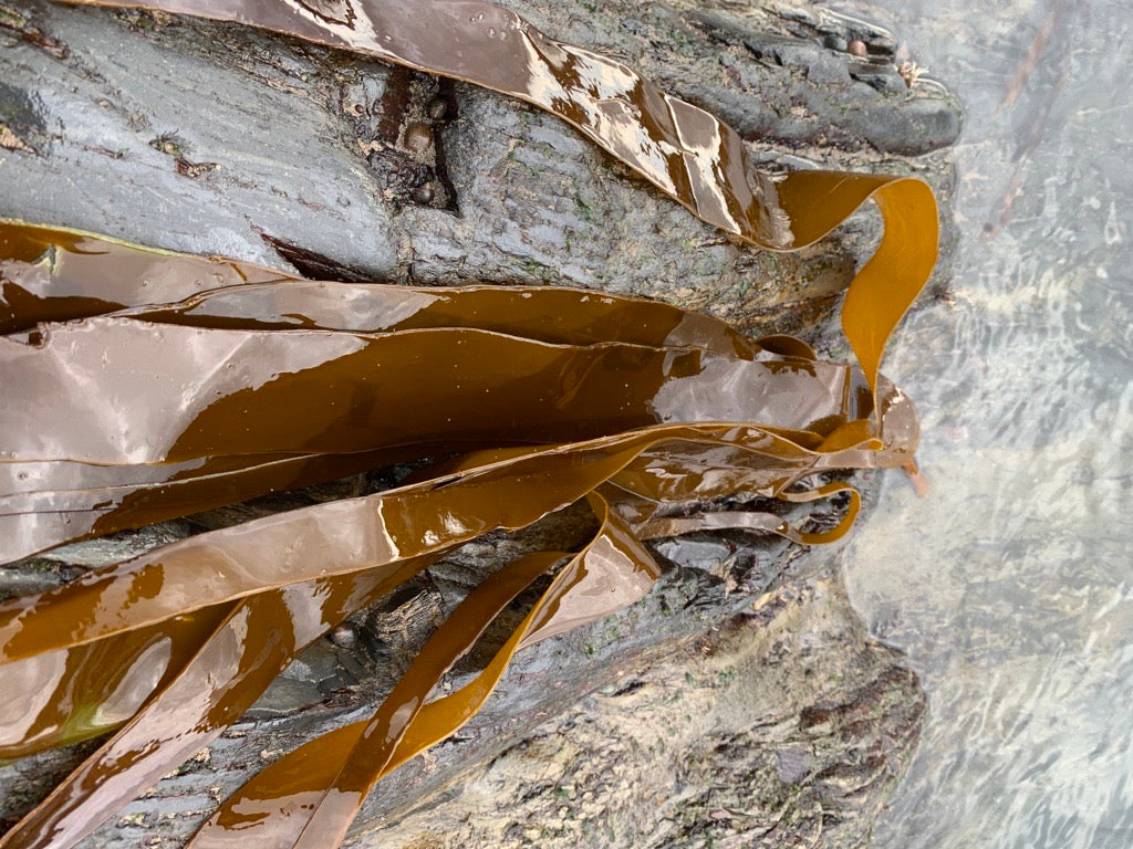 Get ready to GLOW! The amazing Benefits of Kelp for Your Skin
