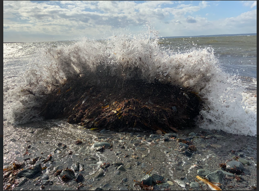 Scotia Kelp: Making Waves