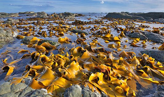 The Many Benefts of Kelp/Seaweed