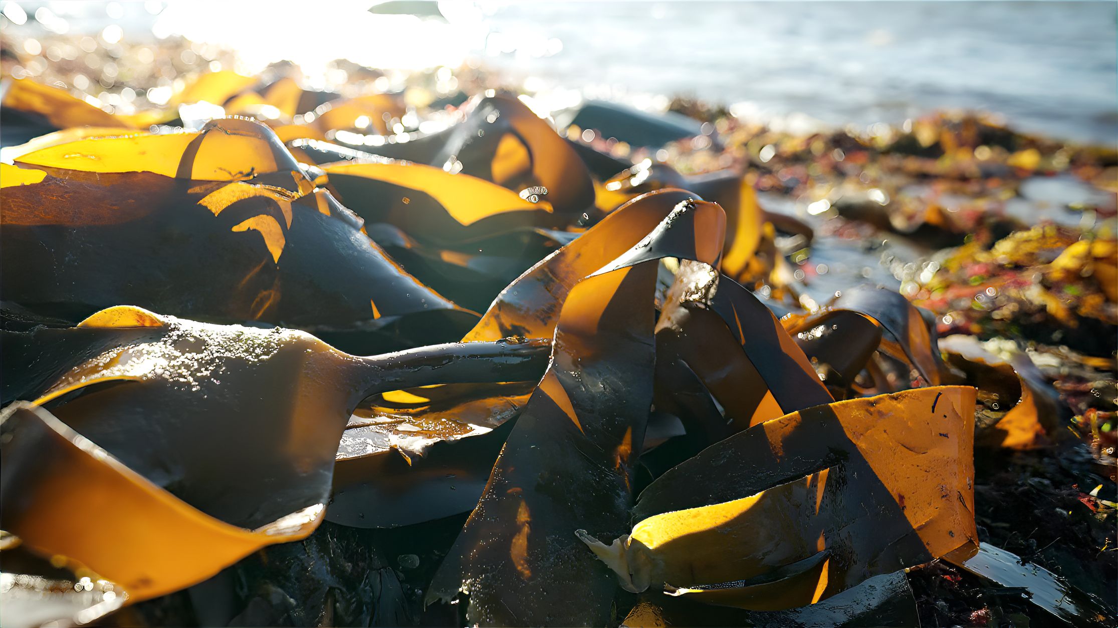 A photograph showing kelp washed up at the shore.
