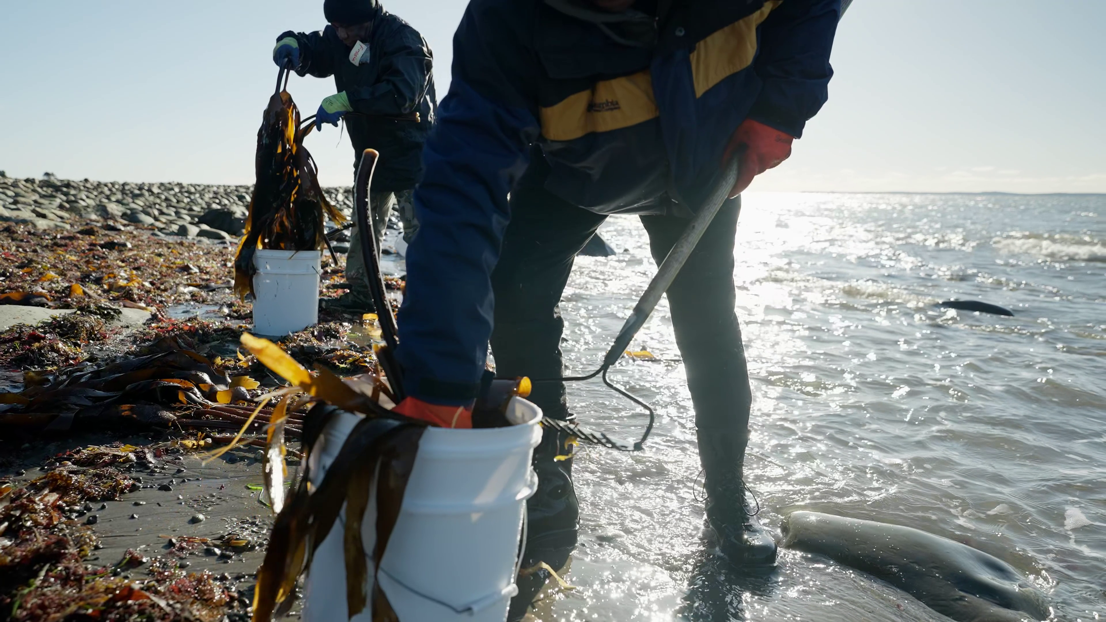 Load video: Scotia Kelp Products: Premium Kelp Products from Atlantic Canada